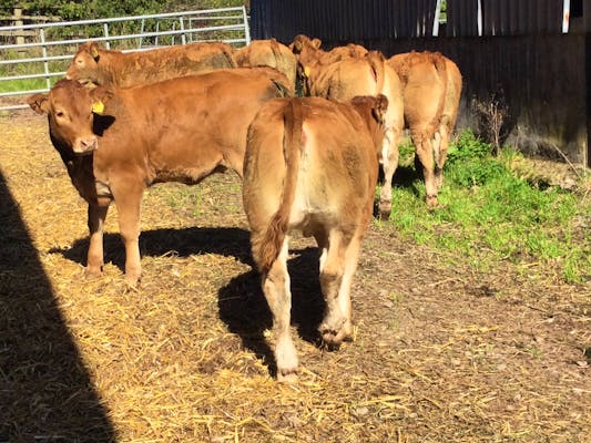 Grass-fed Limousin Cattle for sale